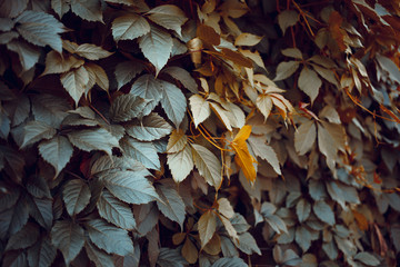 Green leaf texture. Leaf texture background. The natural texture of the Grass. Autumn foliage. Wild grapes. Texture of autumn leaves.