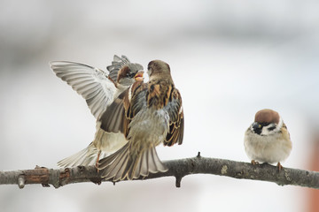 three birds Sparrow argue on the branch flapping the wings