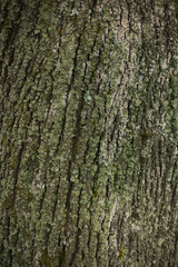Old linden tree bark texture in nature