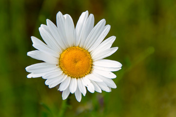 The little white Flower on the green Grass