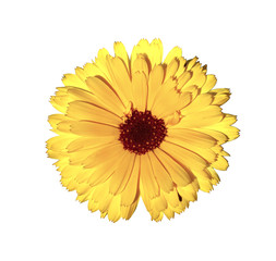 Yellow marigold flower isolated