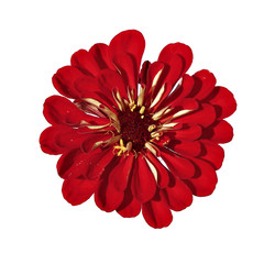 Bright red flower zinnia isolated