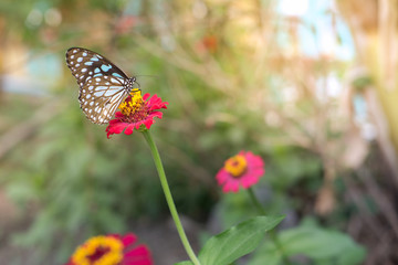 Monarch butterfly on a red flower