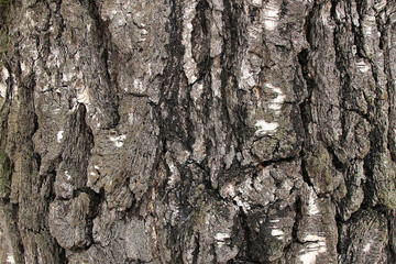 The texture of a thick tree bark