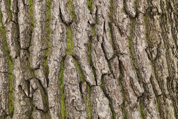 The texture of a thick tree bark