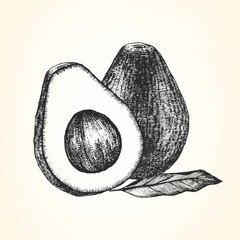 Hand-drawn illustration of Avocado. Vector