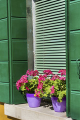 blooming geranium flowers in purple pots on a window with green shutters .Colorful house in the famous island Burano, Venice, Italy
