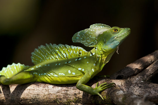 Basilisco verde, Costa Rica