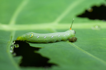 Caterpillar eating green plant with dung.