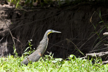Garza tigre