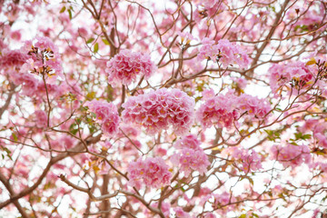 Obraz premium Pink trumpet flower.