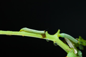 Obraz premium Caterpillar eating green plant on black background.