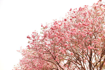 Pink trumpet flower.