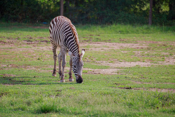Fototapeta na wymiar Zebra in field