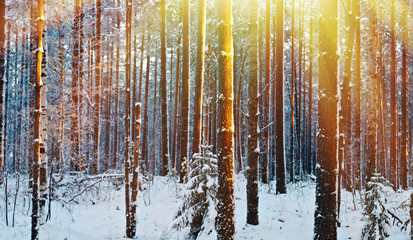 Obraz premium winter landscape with the pine forest and sunset