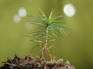 Fir-tree © abet
