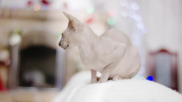cat phinx at the christmas decoration