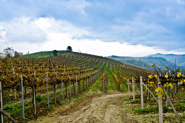 Fototapeta na wymiar hills full of vineyards in autumn