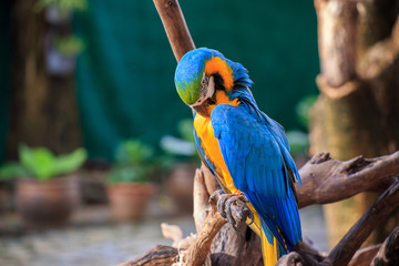 The pretty parrot.