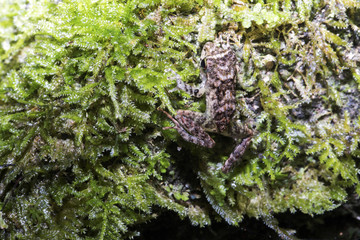 Madagascan Reed Frog, Heterixalus madagascariensis on moss rainforest in Madagascar
