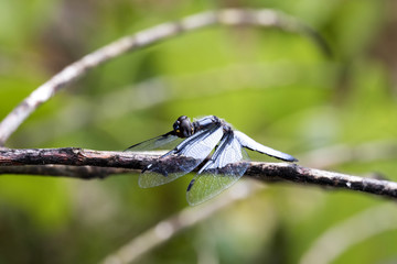 large dragonfly on a tree forest in Madagascar