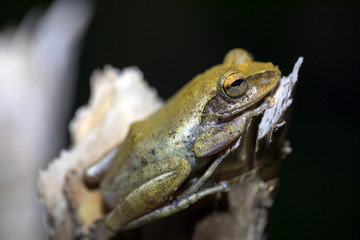 critically endangered frog, Mantidactylus pauliani Madagascar