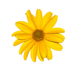 Obraz premium Yellow flower isolated on white, natural calendula