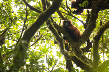 Red ruffed lemur, Varecia rubra in Masoala National Park, Madagascar