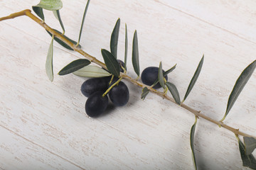 Olive branch