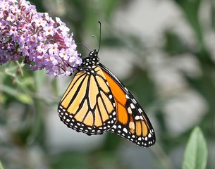 Monarch's Last Days