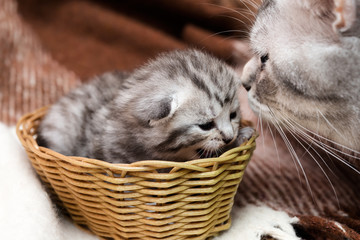 Fototapeta na wymiar Cat with kitten, newborn kittens on blanket