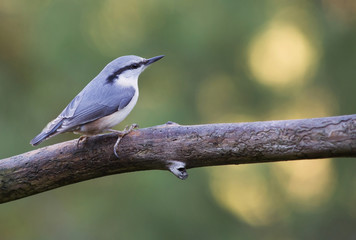 Eurasian nuthatch, Sitta europaea