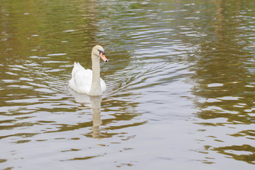 Swan swims in the lake.