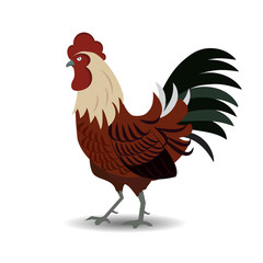 Chickens Hen and Rooster. vector illustration