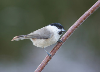 Marsh tit, Poecile palustris