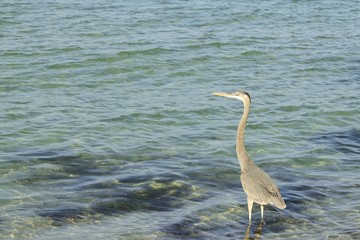 Blue Heron hunting in the Gulf of Mexico.