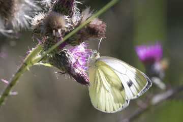 Green-veined white butterfly