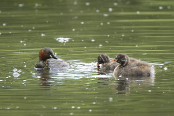 little grebe Tachybaptus ruficollis