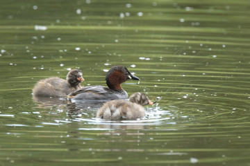 little grebe Tachybaptus ruficollis
