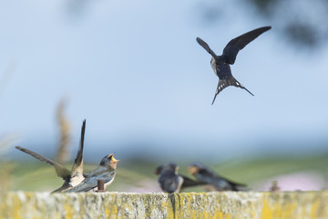 Barn Swallows (Hirundo rustica) hunting