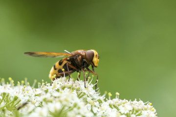 Volucella zonaria, hornet mimic hoverfly