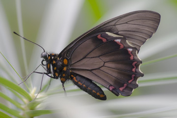 Schmetterling