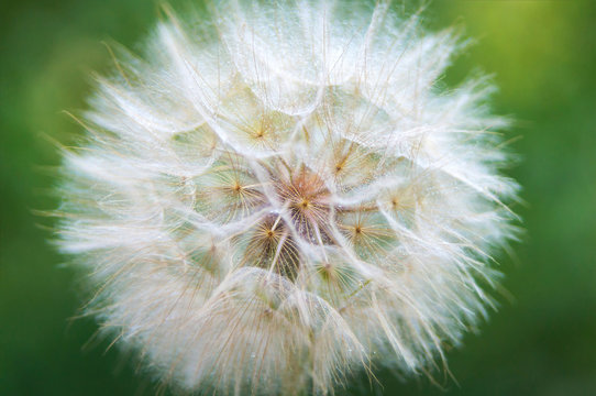 Fototapeta big bright fluffy dandelion on a green background, blowball