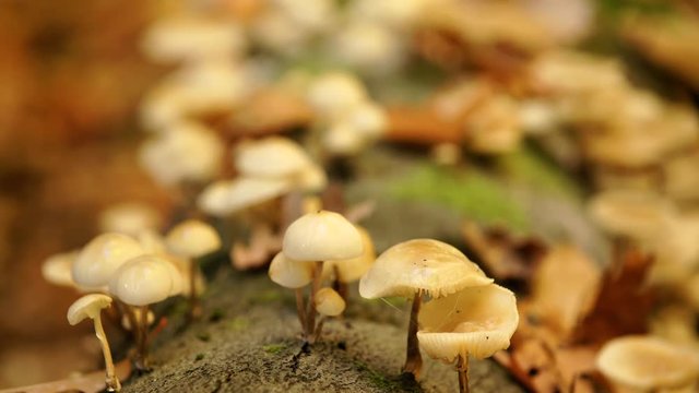 Pilze im Wald
