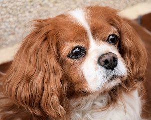 Raza Cavalier King Charles.
Apreciada raza por ser dócil y una excelente cazadora de roedores.
