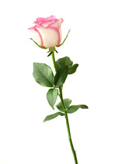 Naklejka premium różowa róża na białym tle