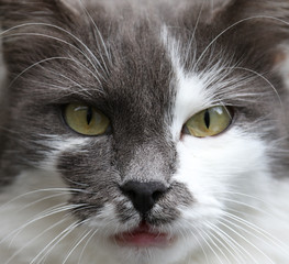 Cat closeup