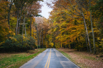Autumn color along Carmichael Road, near Wye Island, Maryland.