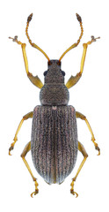Beetle Phyllobius pyri on a white background