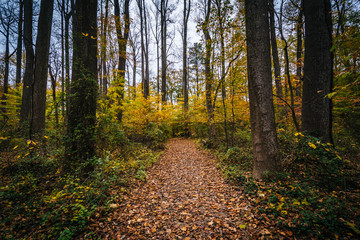Autumn color along a trail at Wye Island, Maryland.